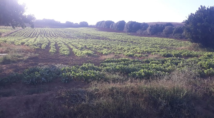 terrain a vendre asilah